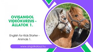 MEGLEPETÉS: videókurzus - állatok